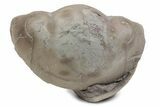 Bargain, Enrolled Illaenus Plautini Trilobite Fossil - Russia #363194-1